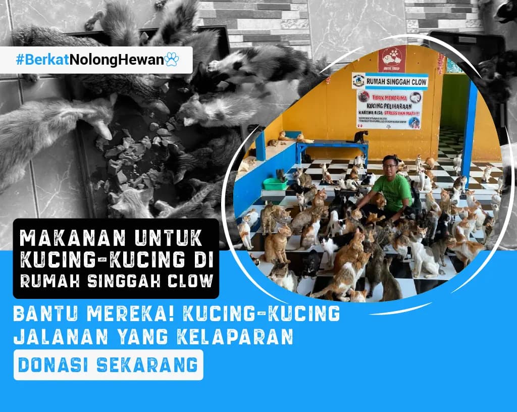 Kucing terlantar yang membutuhkan perawatan dan tempat aman