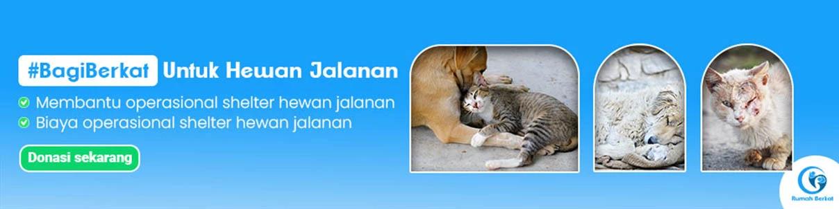 #BagiBerkat untuk hewan jalanan yang terlantar