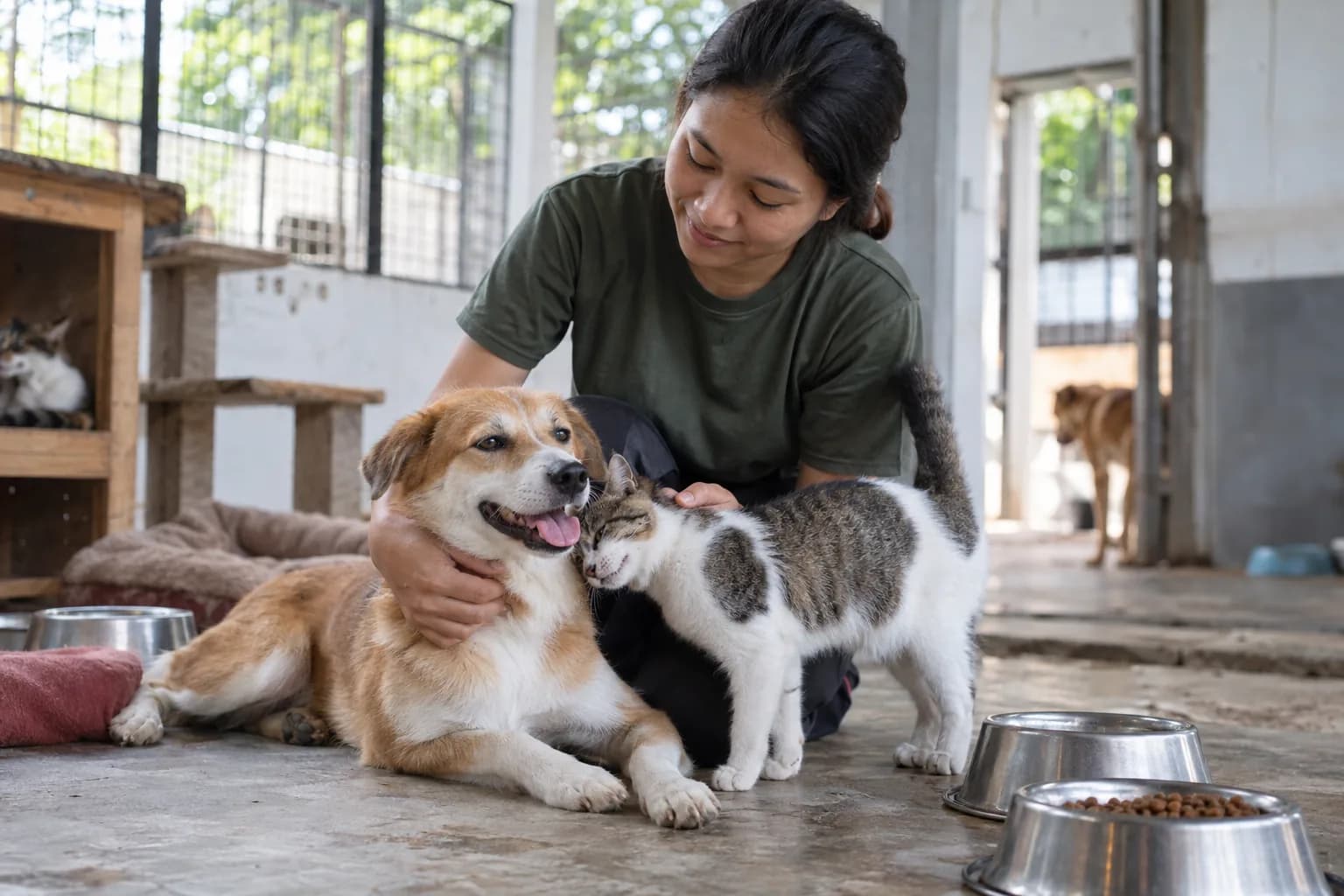 Ilustrasi relawan merawat anjing dan kucing di tempat penampungan hewan