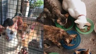 Bantu Selamatkan &Obati Kucing Yang Terlantar