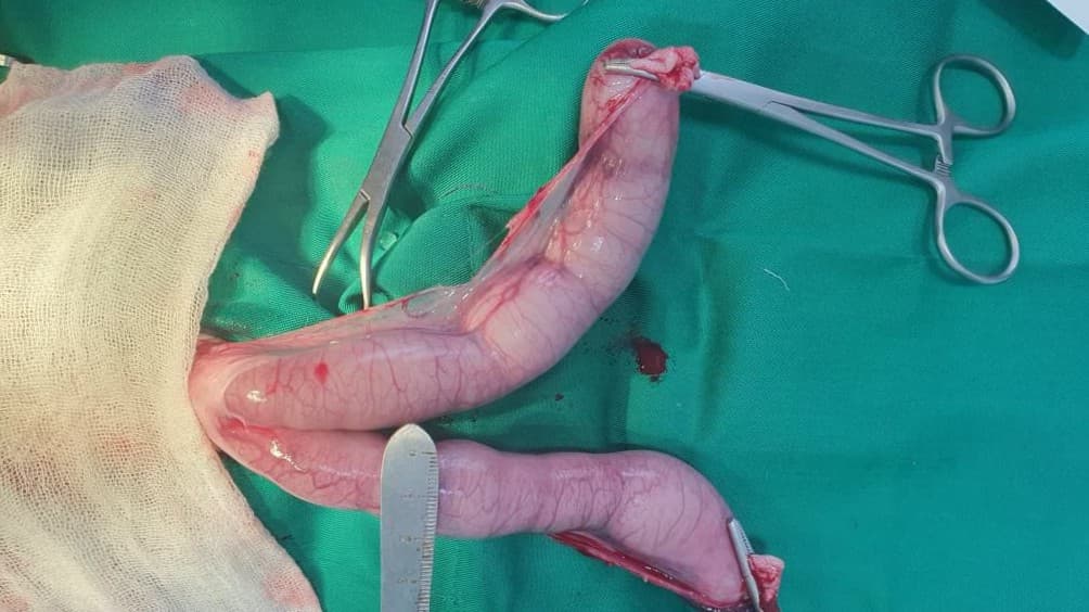 donasi-hi,-nama saya anisa. telon adalah salah satu kucin