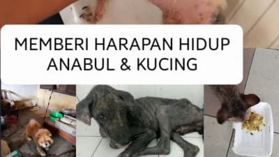 donasi-tunjukan-kepedulianmu-untuk-bantu-anabul-dan-kucing-sakit